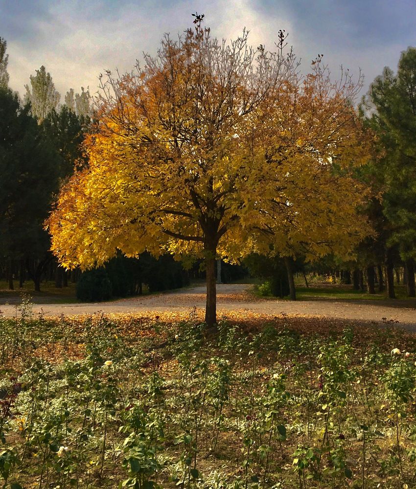 Photograph by Елена Ким