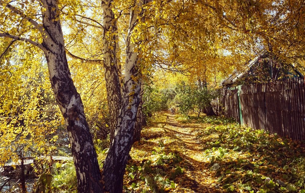 Фотография автора Елена Фролова