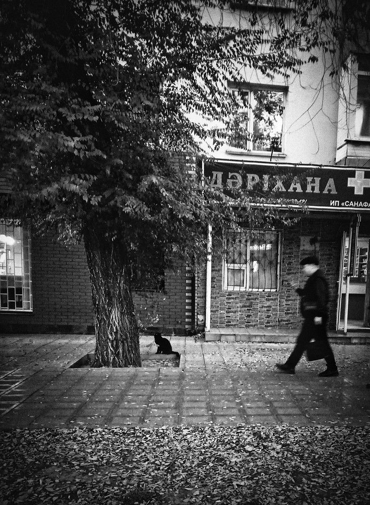Одиночество черного кота