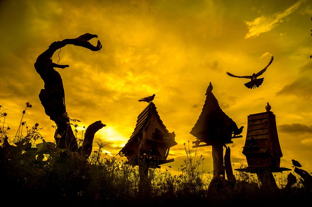 Photograph by HuyDang