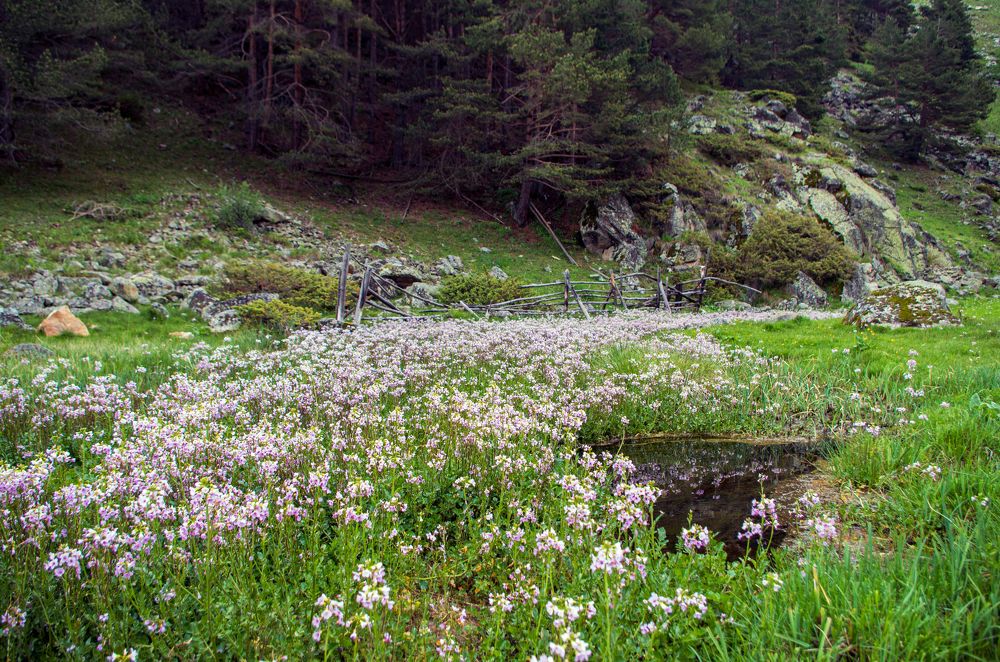 Цветочный ручей