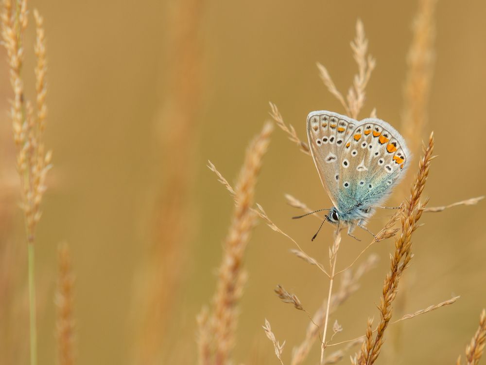 Photograph by Philip Bjergvang Theilsgaard