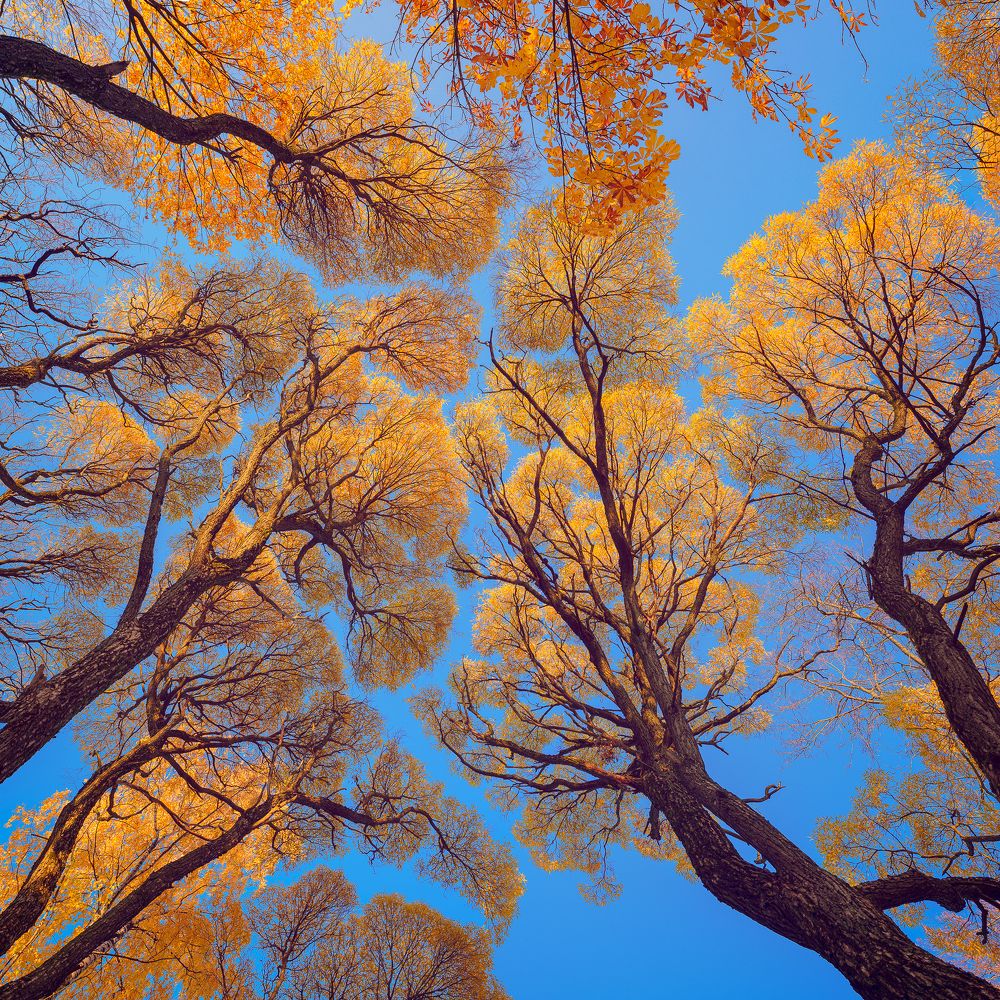 последние листья