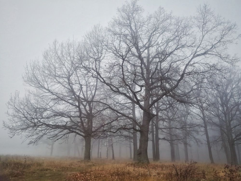 Photograph by Екатерина Чижевская