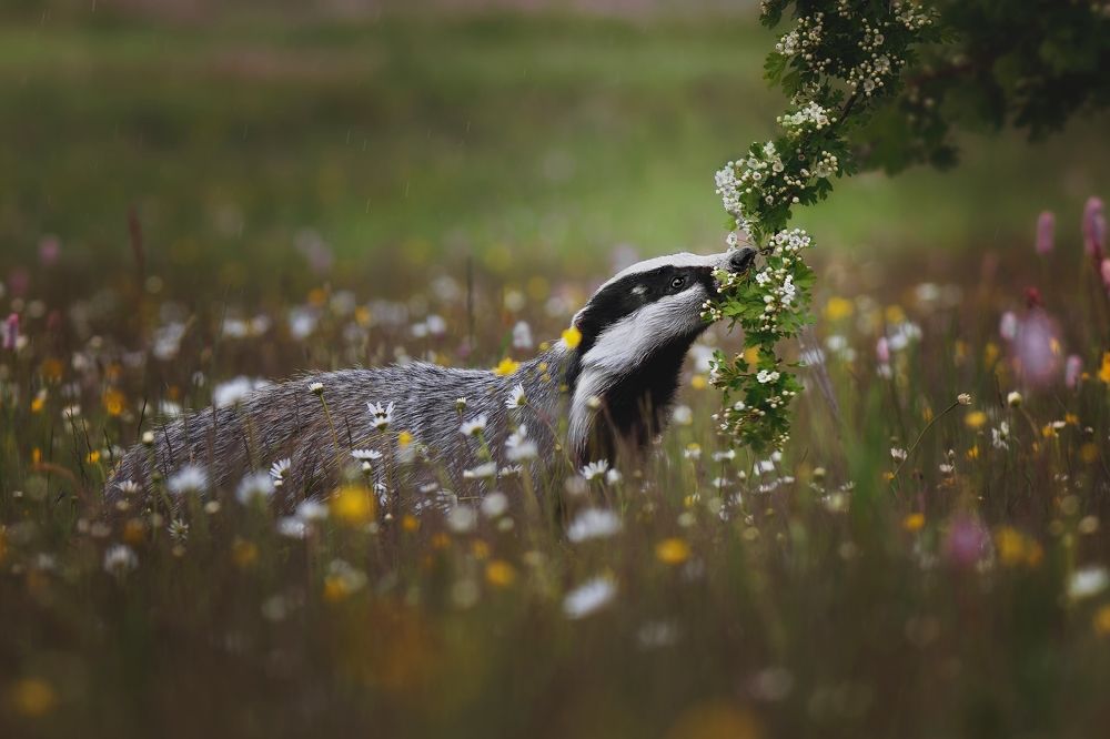 Curious badger
