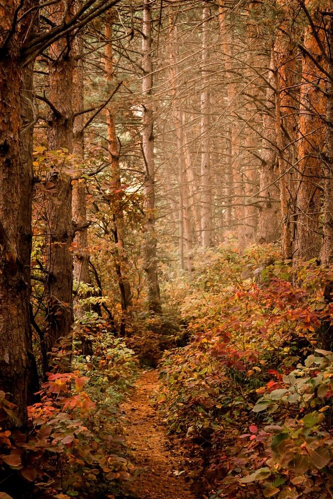 Photograph by Дмитрий Забирченко