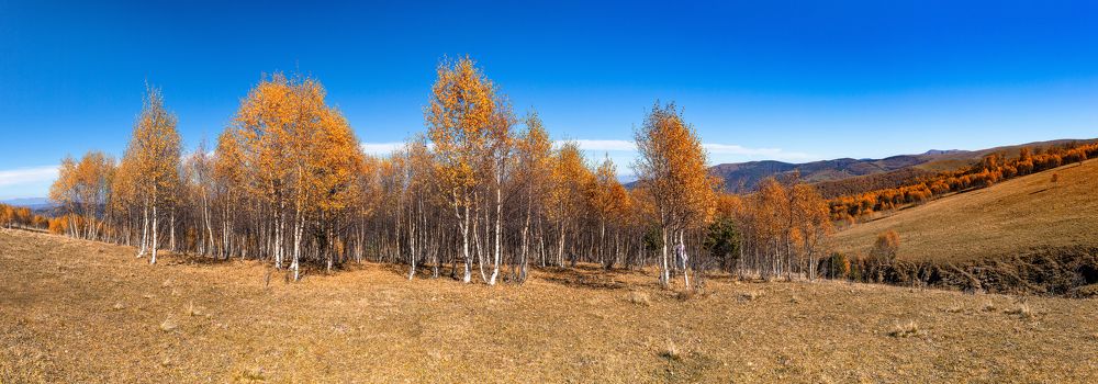 Золото на голубом