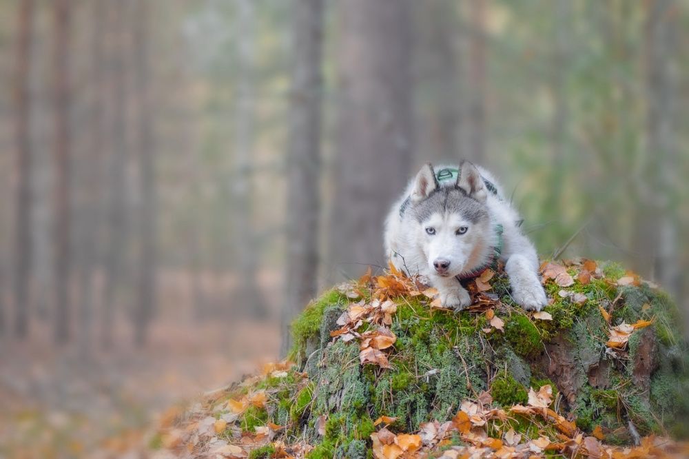 Фотография автора Мария Яропольская