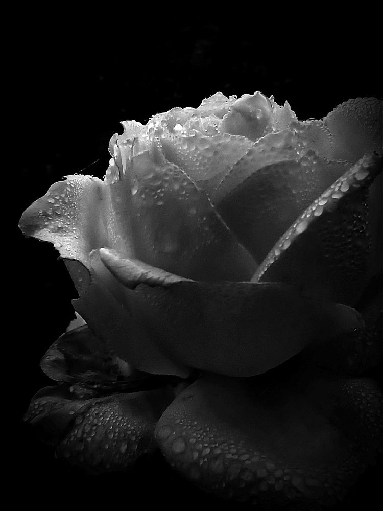 Фотография автора Татьяна Долгушева