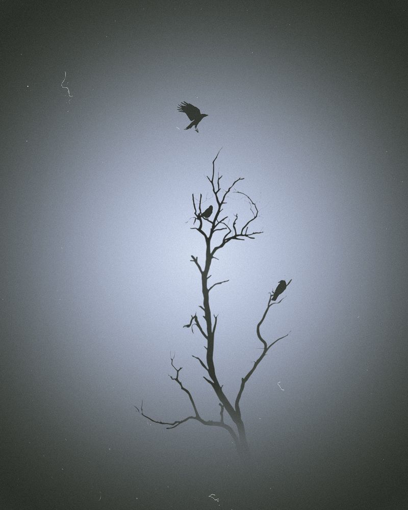 Photograph by iman hafezkhan