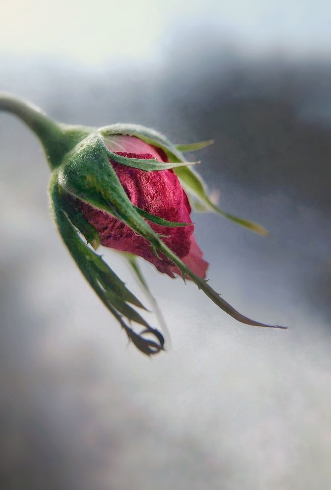 Photograph by Владимир Жуков