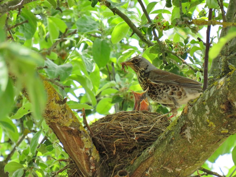The field thrush feeds its chicks