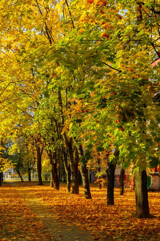 Золотая осень в городе Минске.