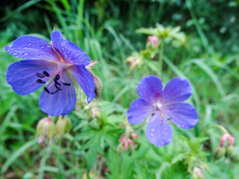 Photograph by Григорий Сергеевич