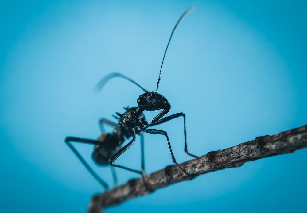 Photograph by R.A.P.G.K.LAKRUWAN