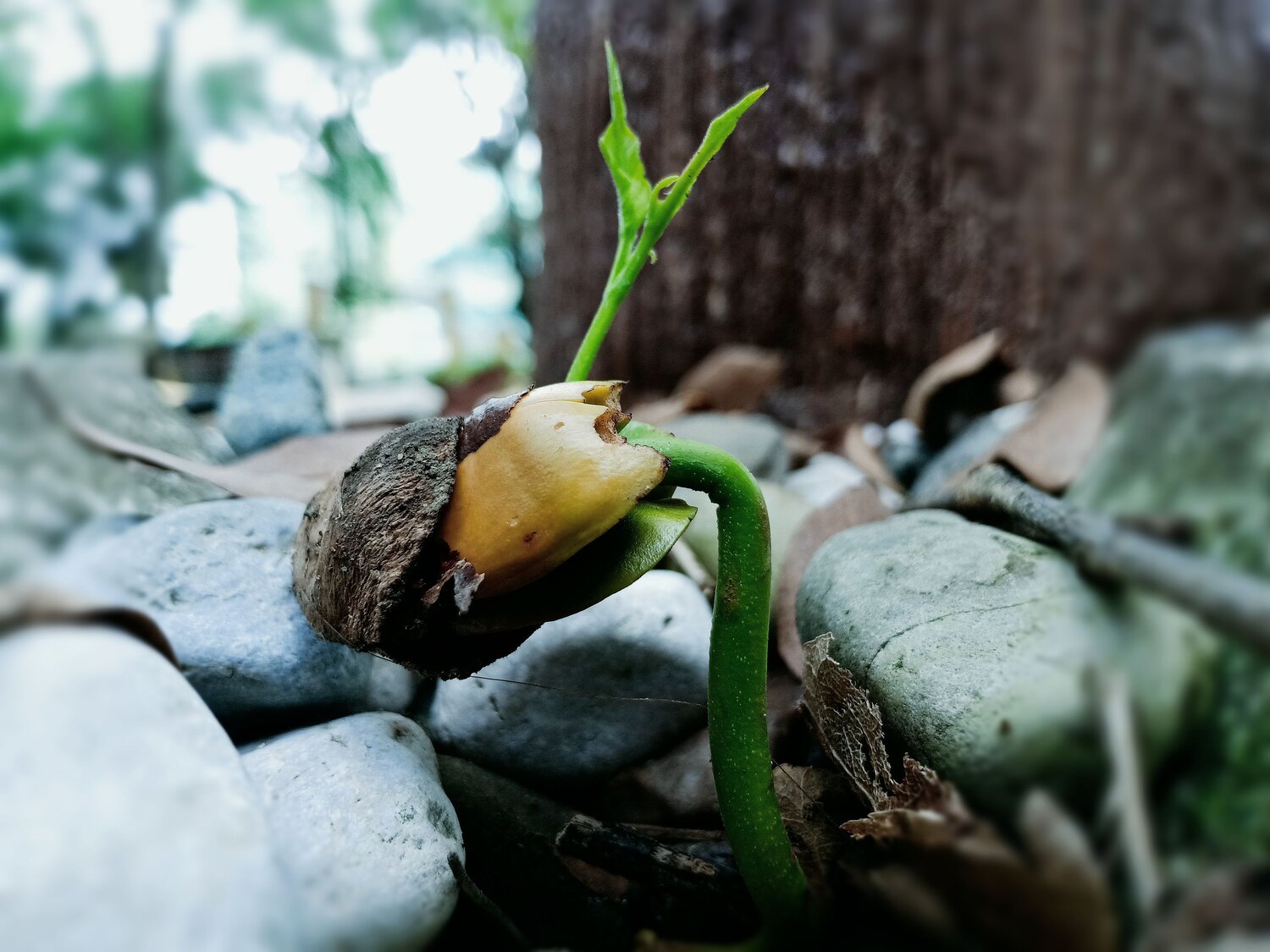 Cotton Fruit (Seedling)