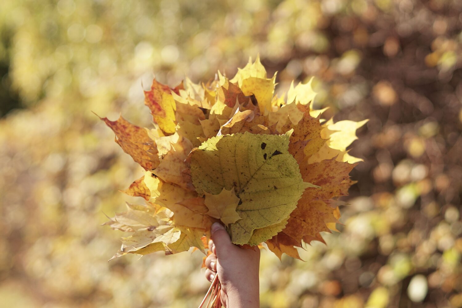 Photo #6675994