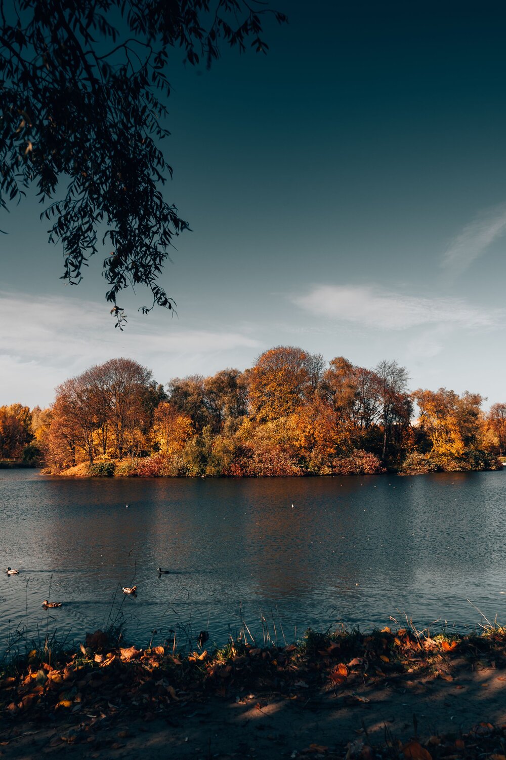 Photo #6676081