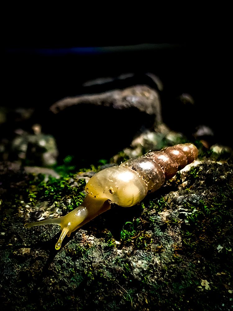 Decollate Snail