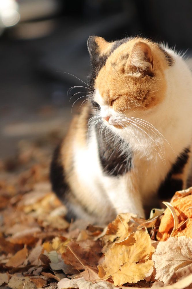 Photograph by Elitza Petkova