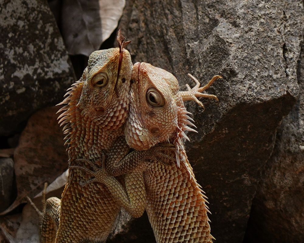 Photograph by VENKATESH AICS , AUSPA VASAMSETTI