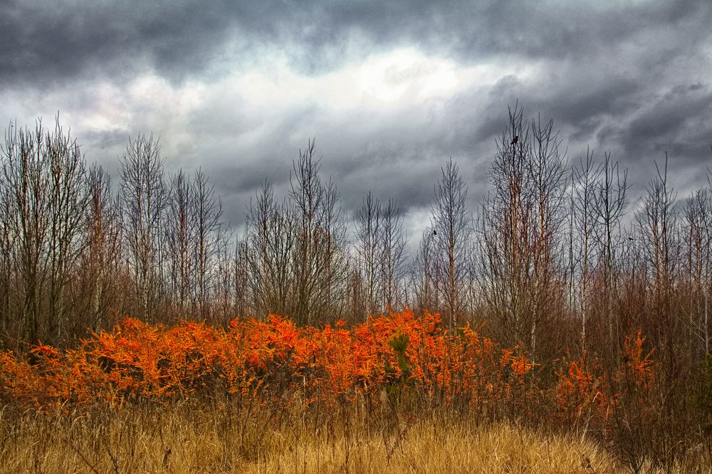Оранжевое изобилие