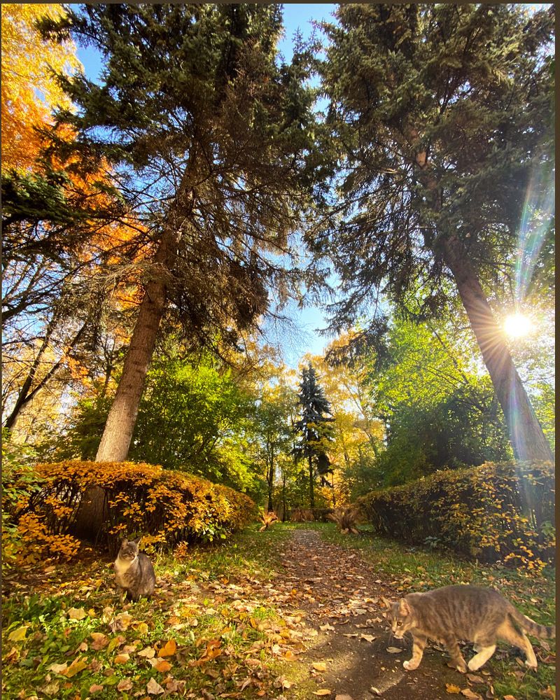 Осенний кот