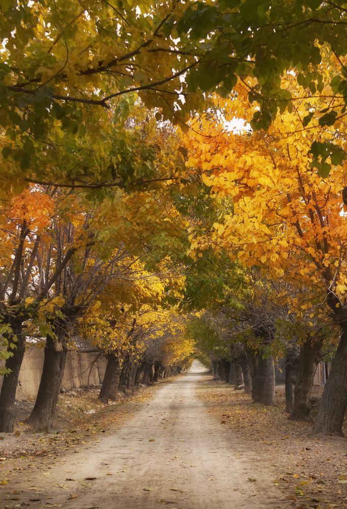 Photograph by Javad zavvar