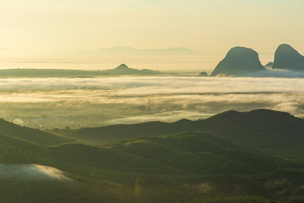 Golden misty wang kelian