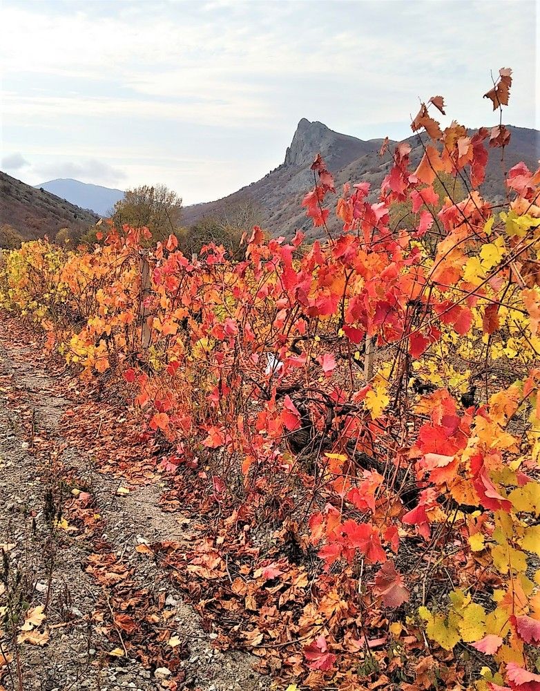 Photograph by Елена Юрьевна Шубенкина