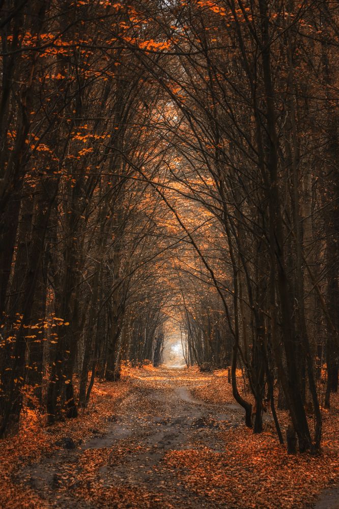 Photograph by Антоніна Вознюк