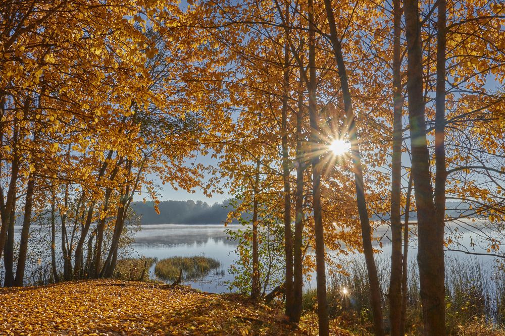 Янтарное утро