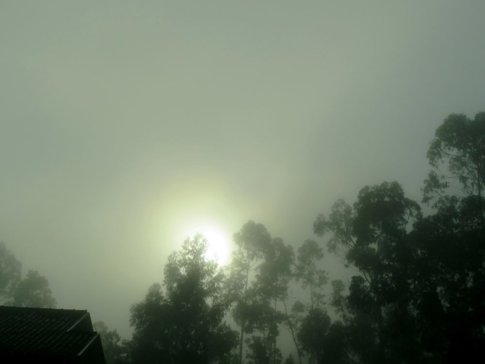 Fog at home