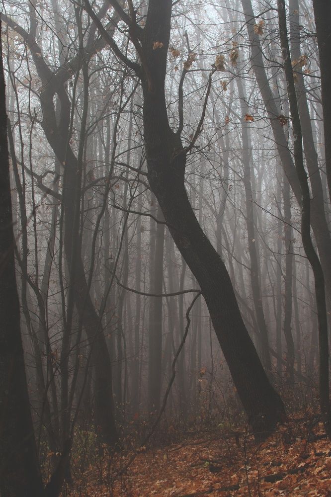 Deep fog in forest