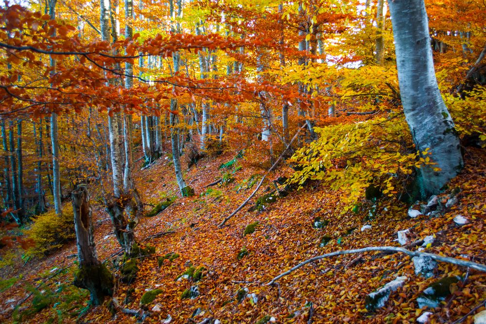 Photograph by Fatmir Bajrovic