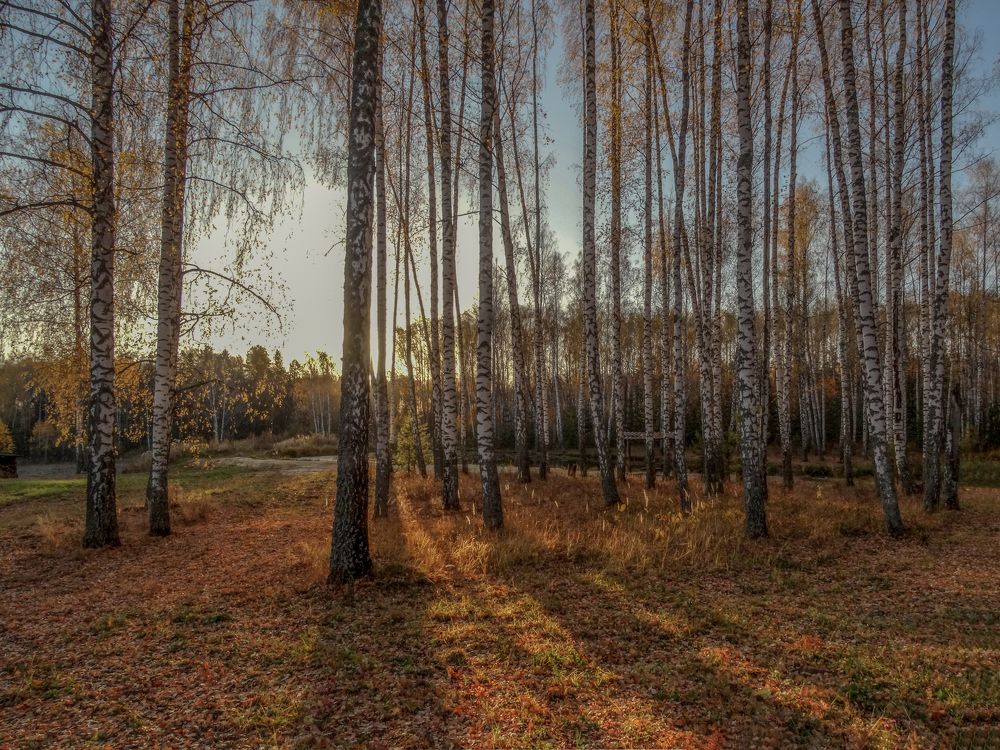 Осеннее утро