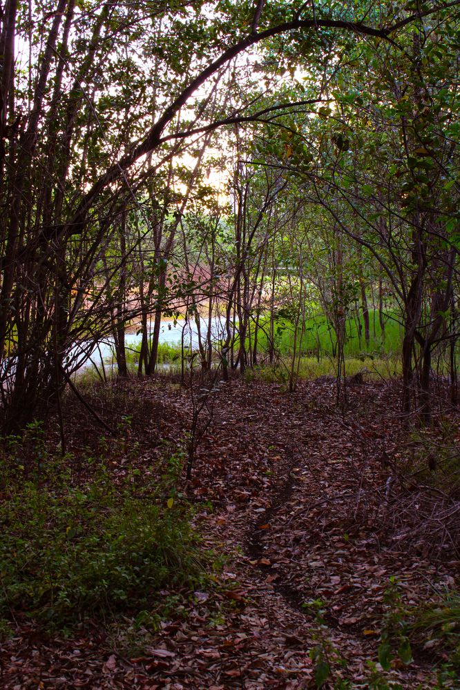 A trail in the forest