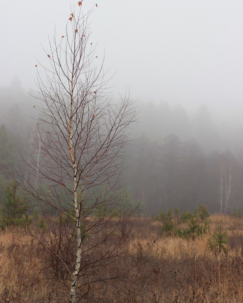 Photograph by Елена Федосеева
