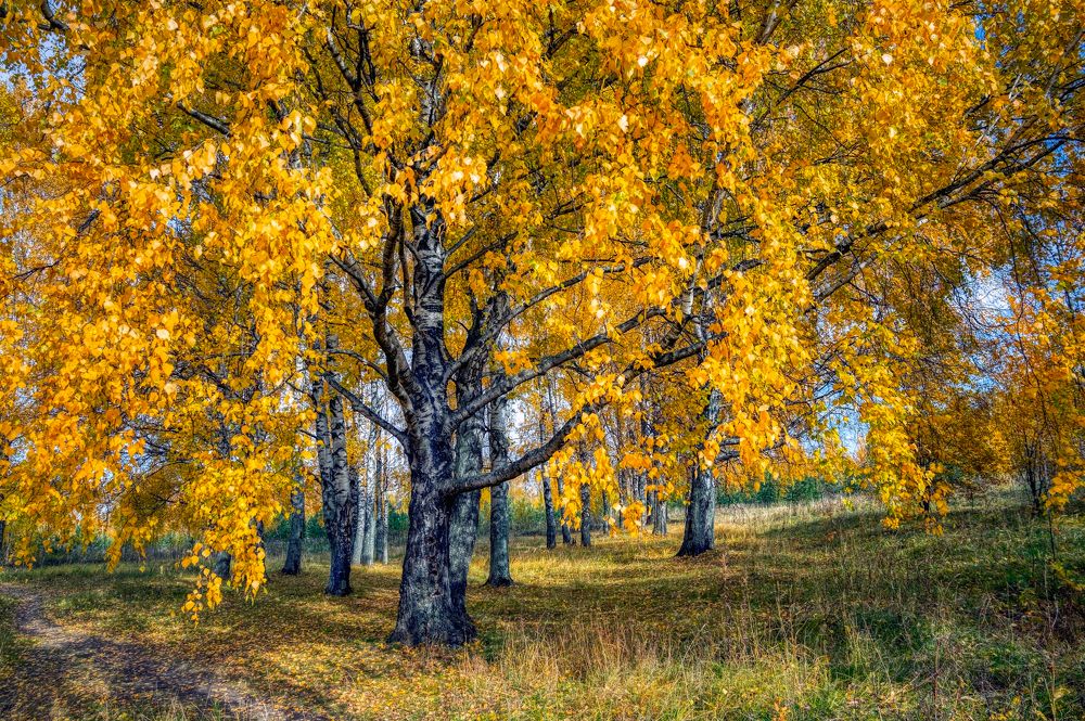 Фотография автора Александр Сальников