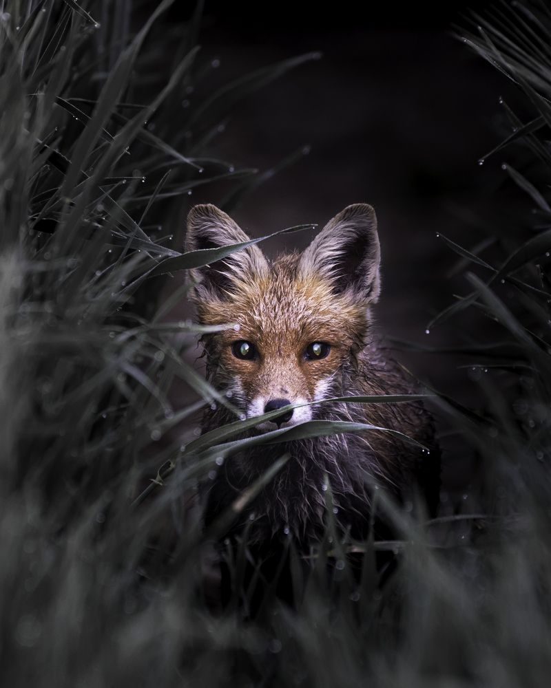 Photograph by Valentin Malinov