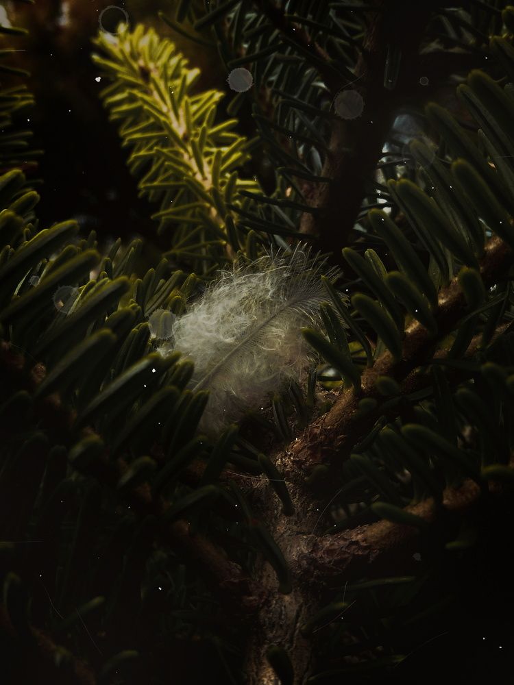 Photo #6677860