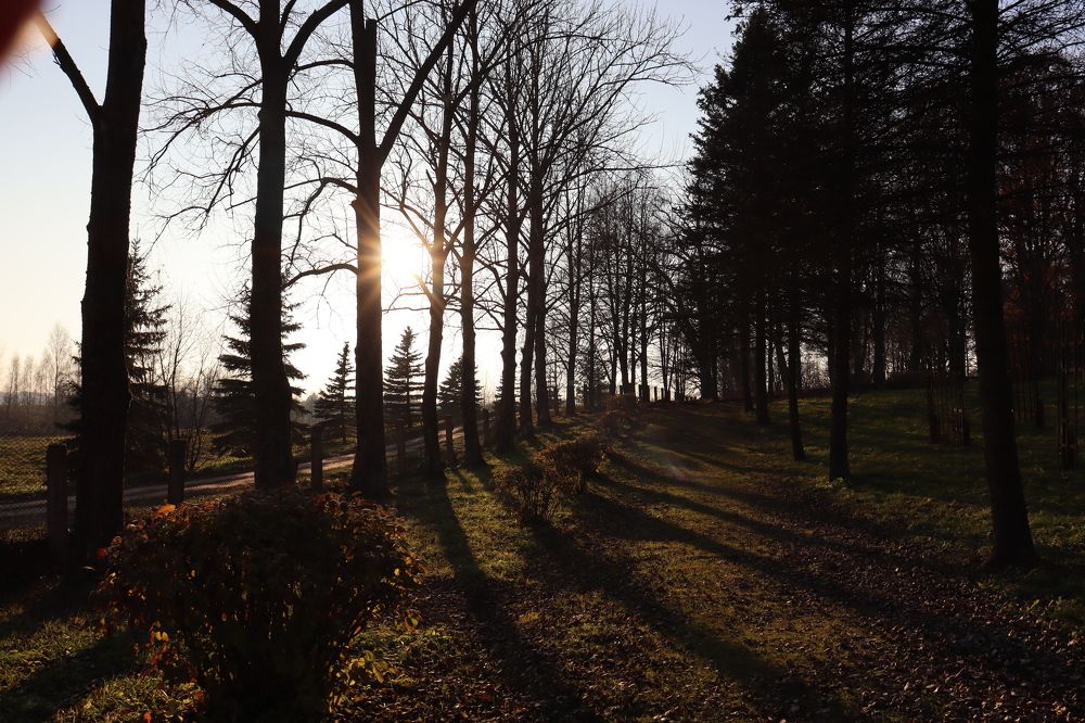 Солнечный день в парке