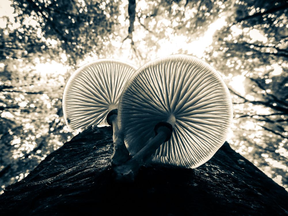 Фотография автора Remus Lucescu