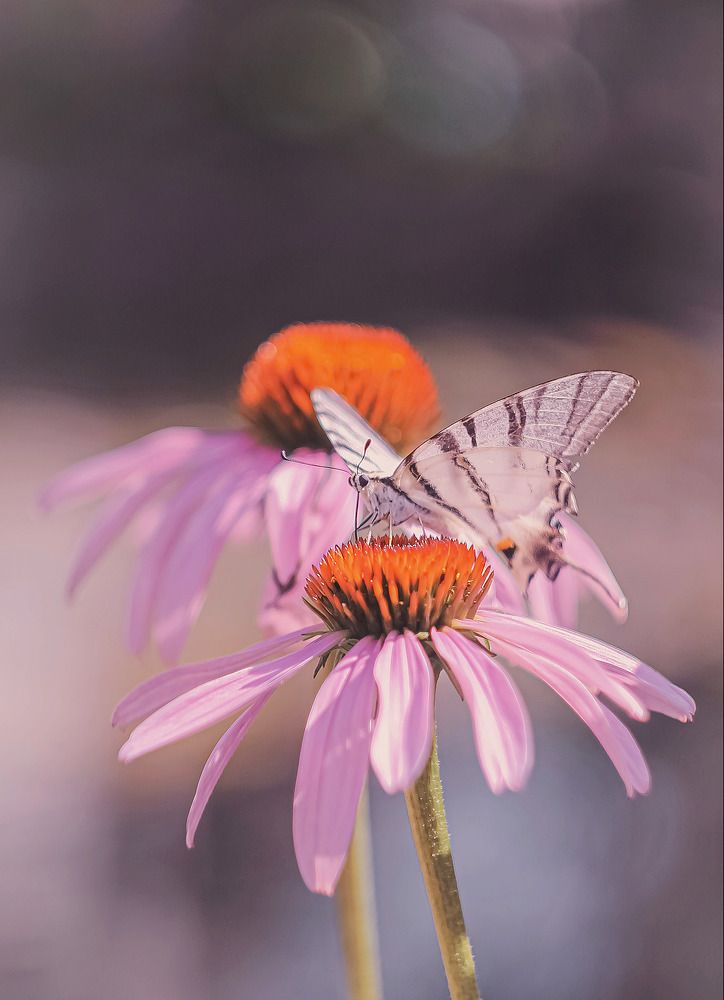 Photograph by Андрей Косяк