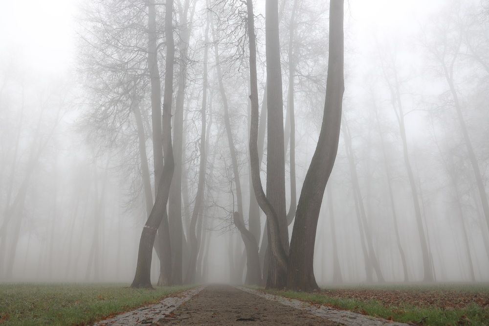 Туманнное утро в парке