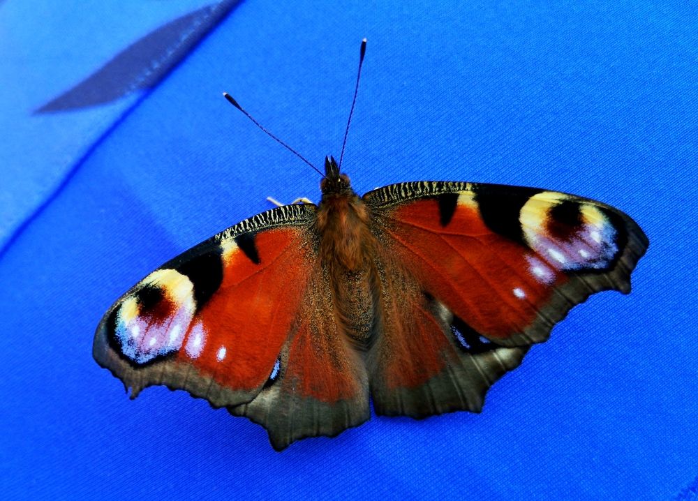 peacock butterfly
