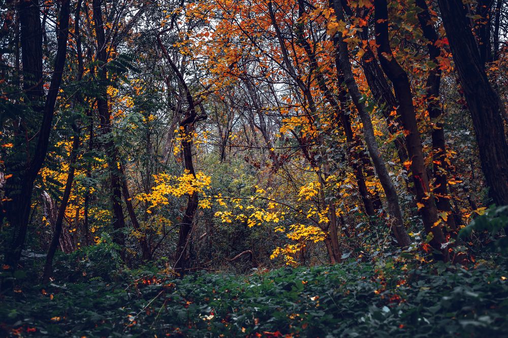 Photograph by Александр Слепцов