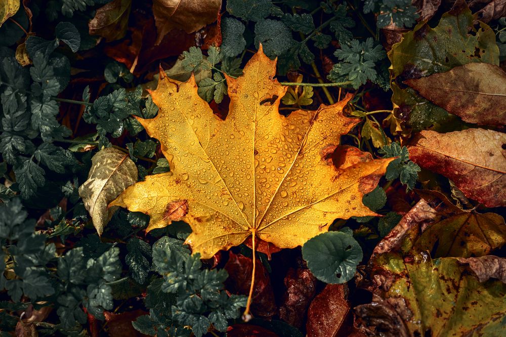 Photograph by Александр Слепцов