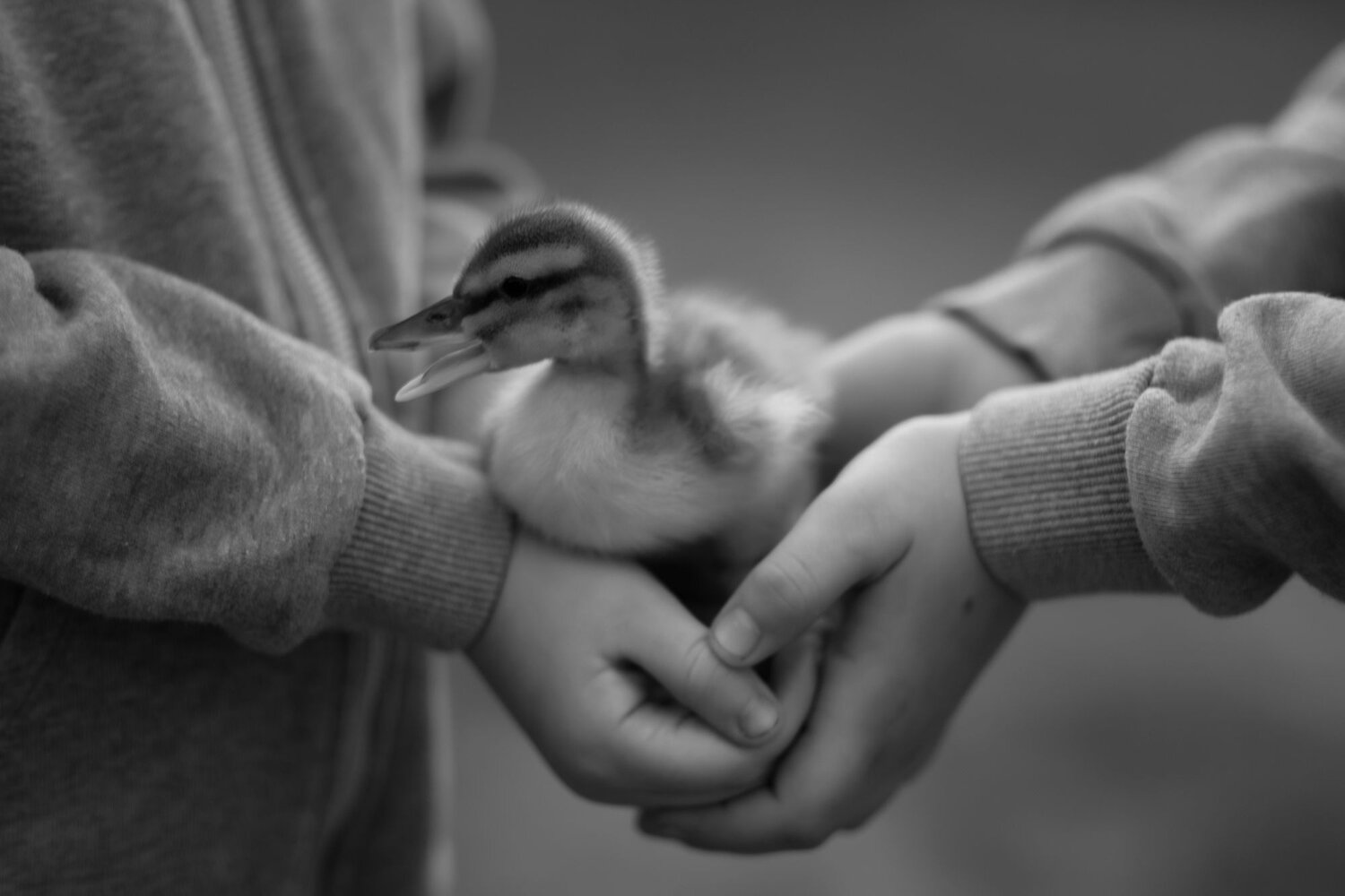 Photo #6678306