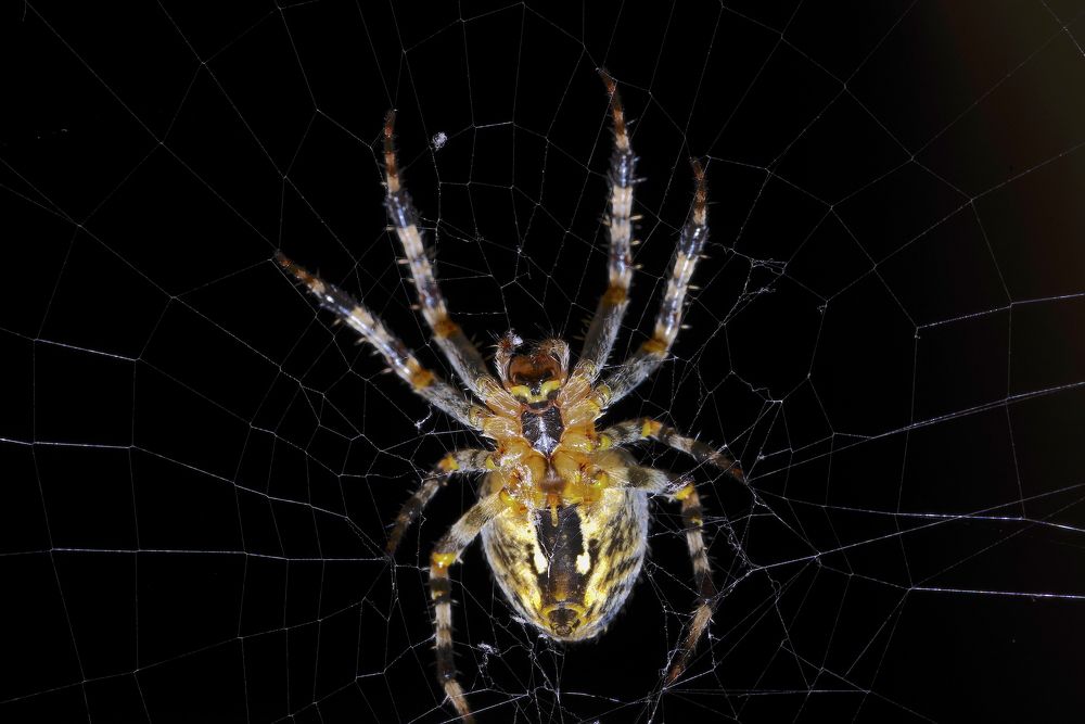 Photograph by Олег Китаев